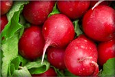 Radishes