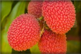 Lychee