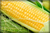 Sweet Corn