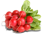 radish packshot.png