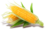 sweet corn