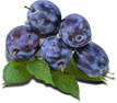 plum packshot.png